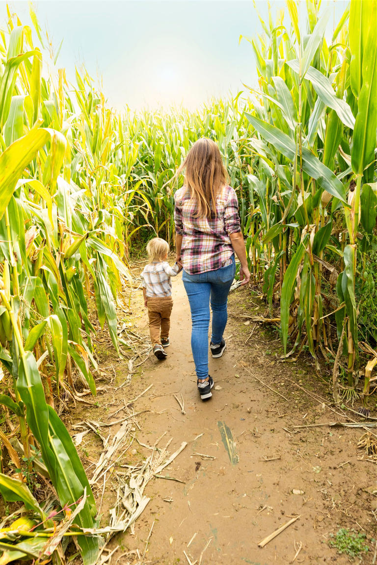 Six New York corn mazes to visit before they close