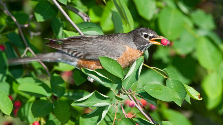 The stunning ornamental tree that will attract robins to your yard in ...