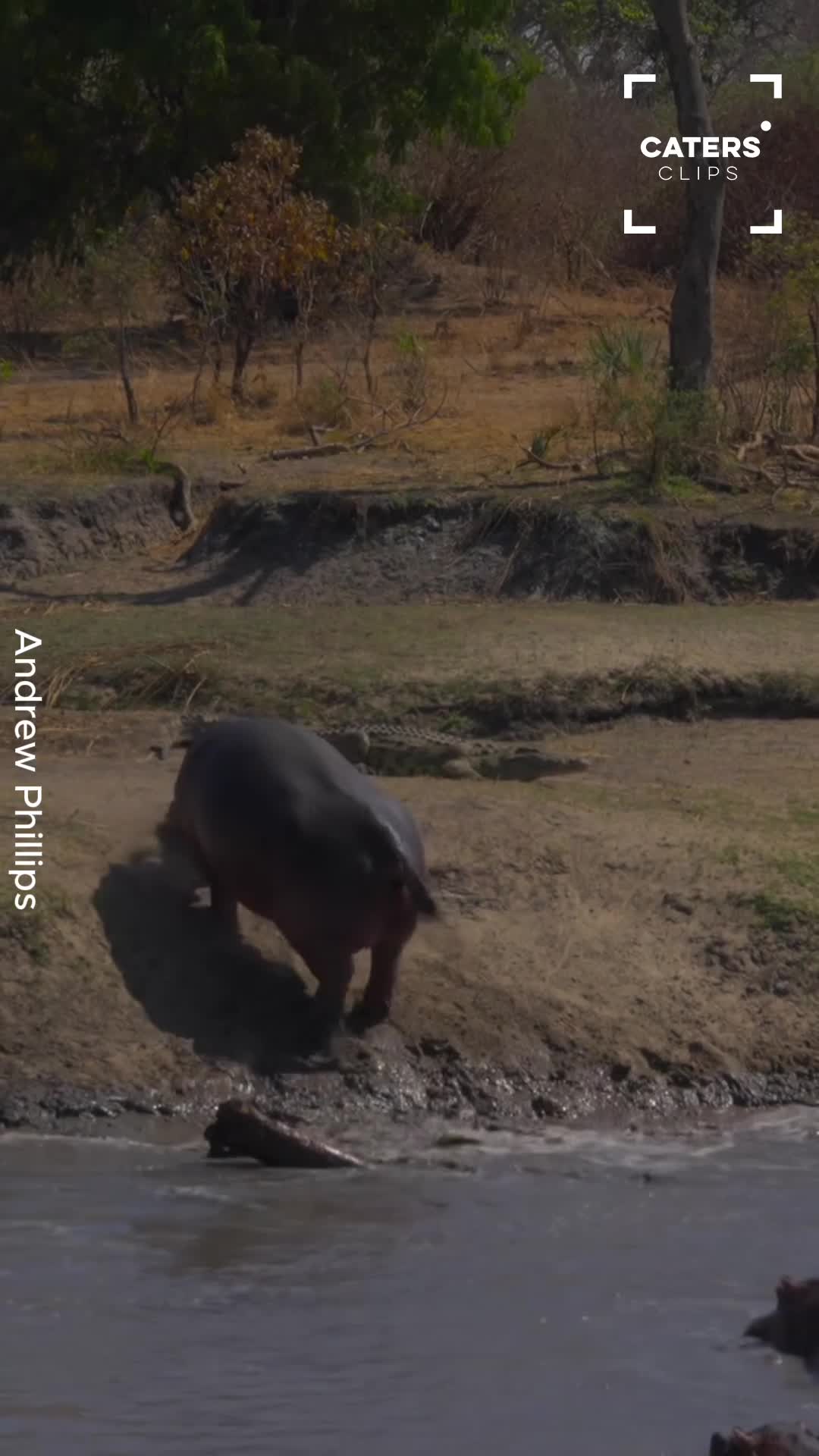 Hippo opens its jaws in tense face-off with crocodiles