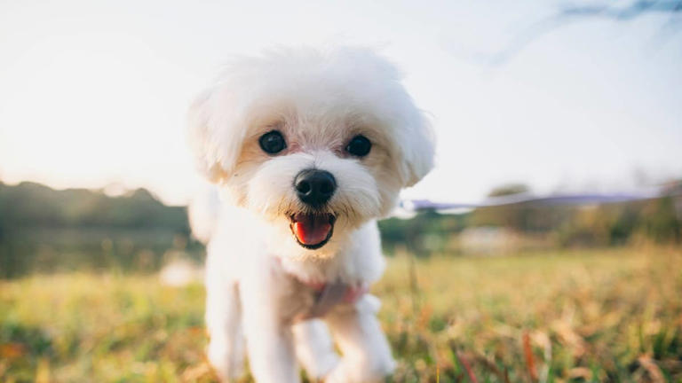6 dog breeds experts say are pumpkin spice and everything nice