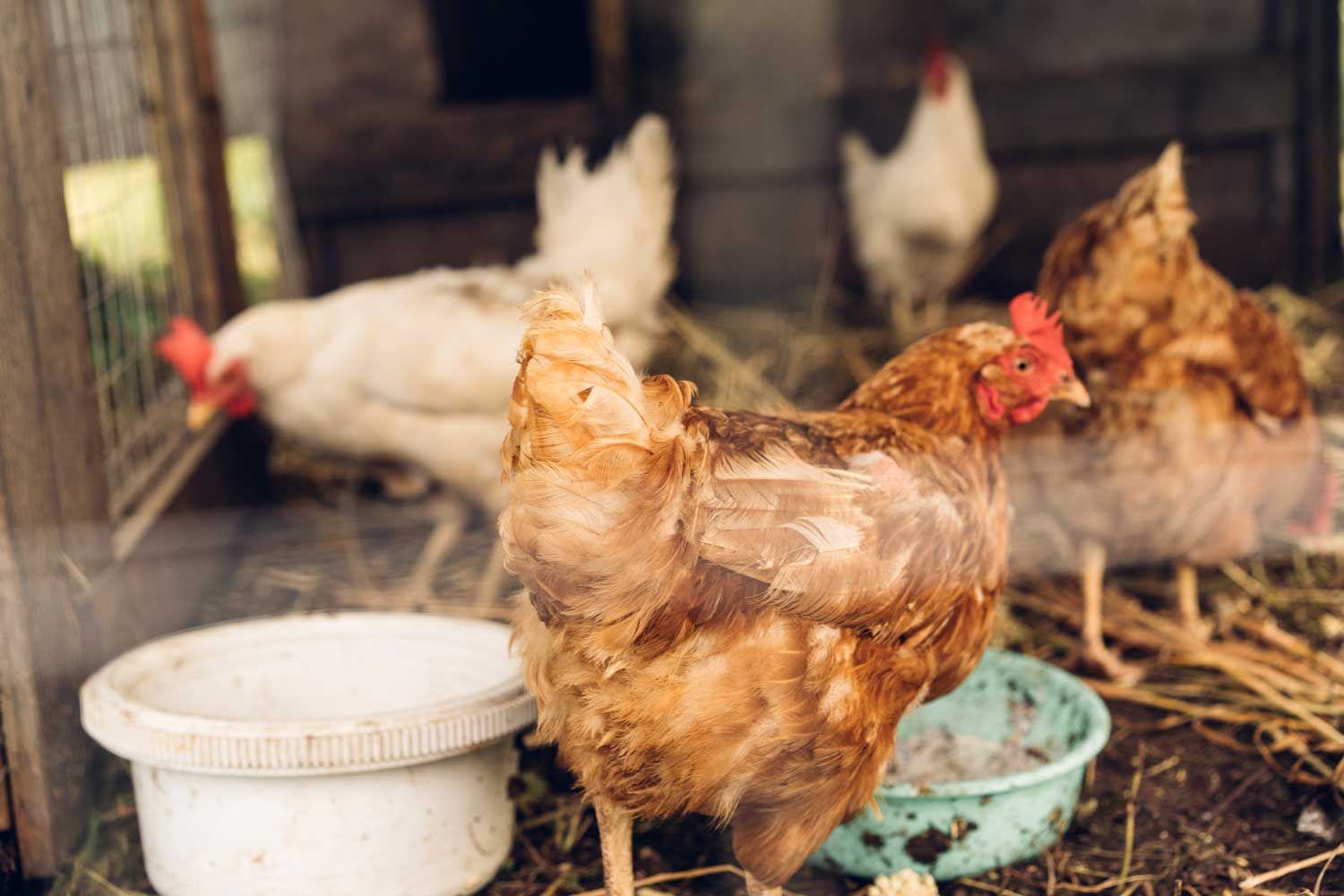 Nearly 1 million chickens slaughtered at second-largest egg-producing ...