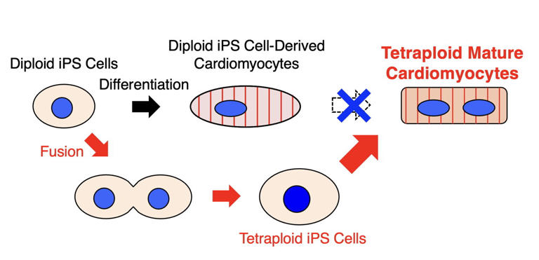 Doubling stem cell chromosomes produces heart cells with stronger ...