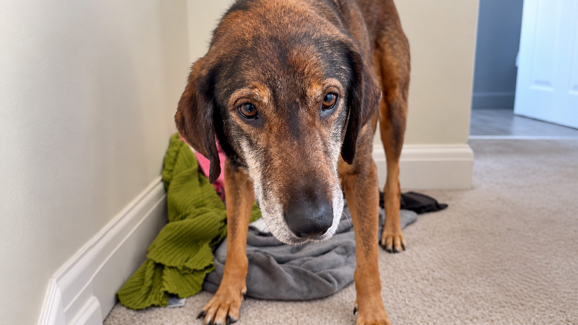 This rescue dog had forgotten how to trust