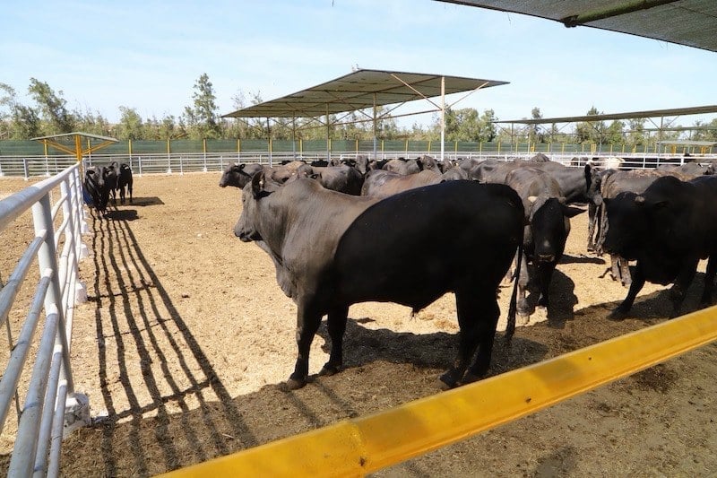 Morocco approves Brazilian buffalo imports as Brazil dominates cattle ...