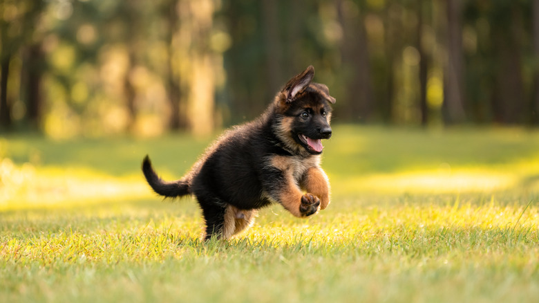 From 9 to 15 weeks: German shepherd puppy's transformation will melt ...