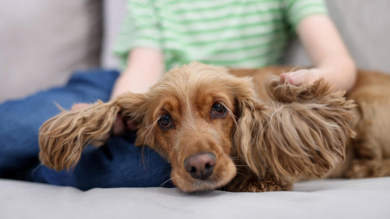 Clingy black cocker spaniel loves to sit on his owner like a human child