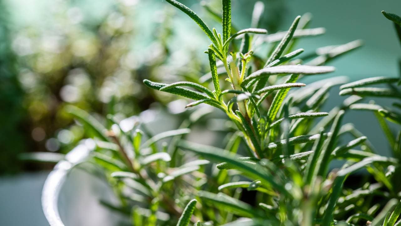 Gardening tips: Rosemary to mint, 7 herbs to elevate your cooking