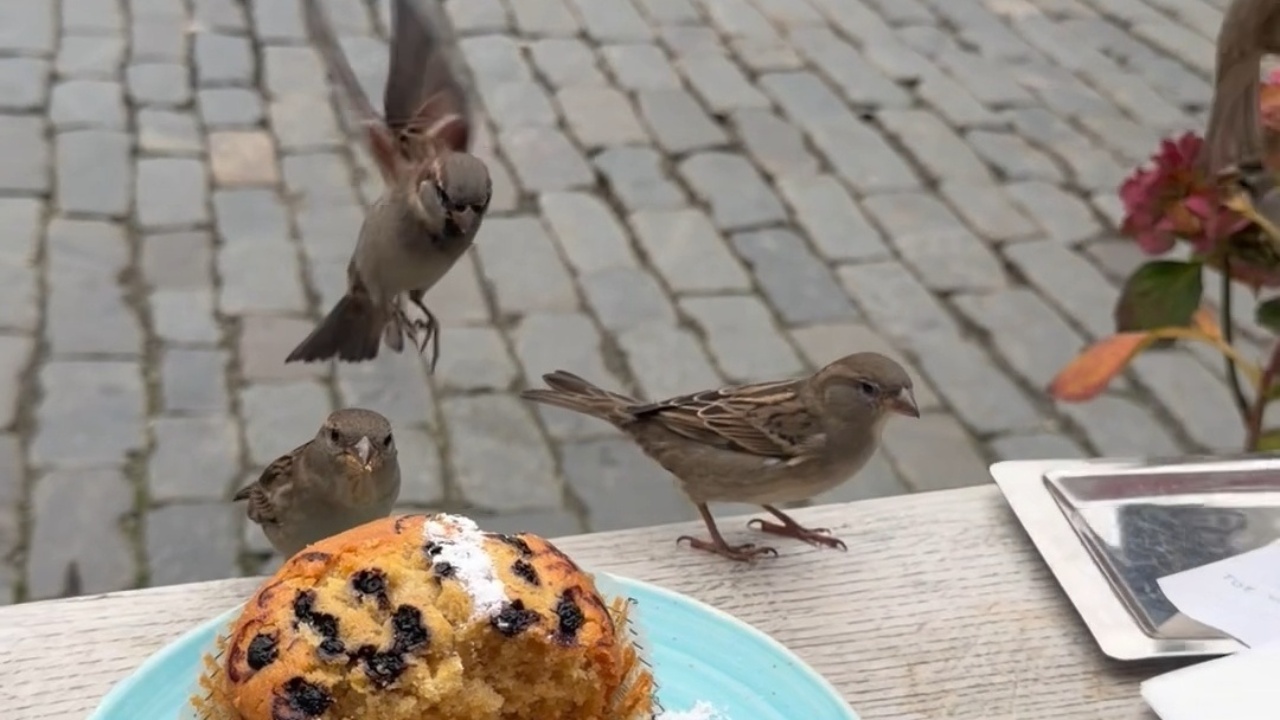 Sparrows take over a table for a fresh muffin