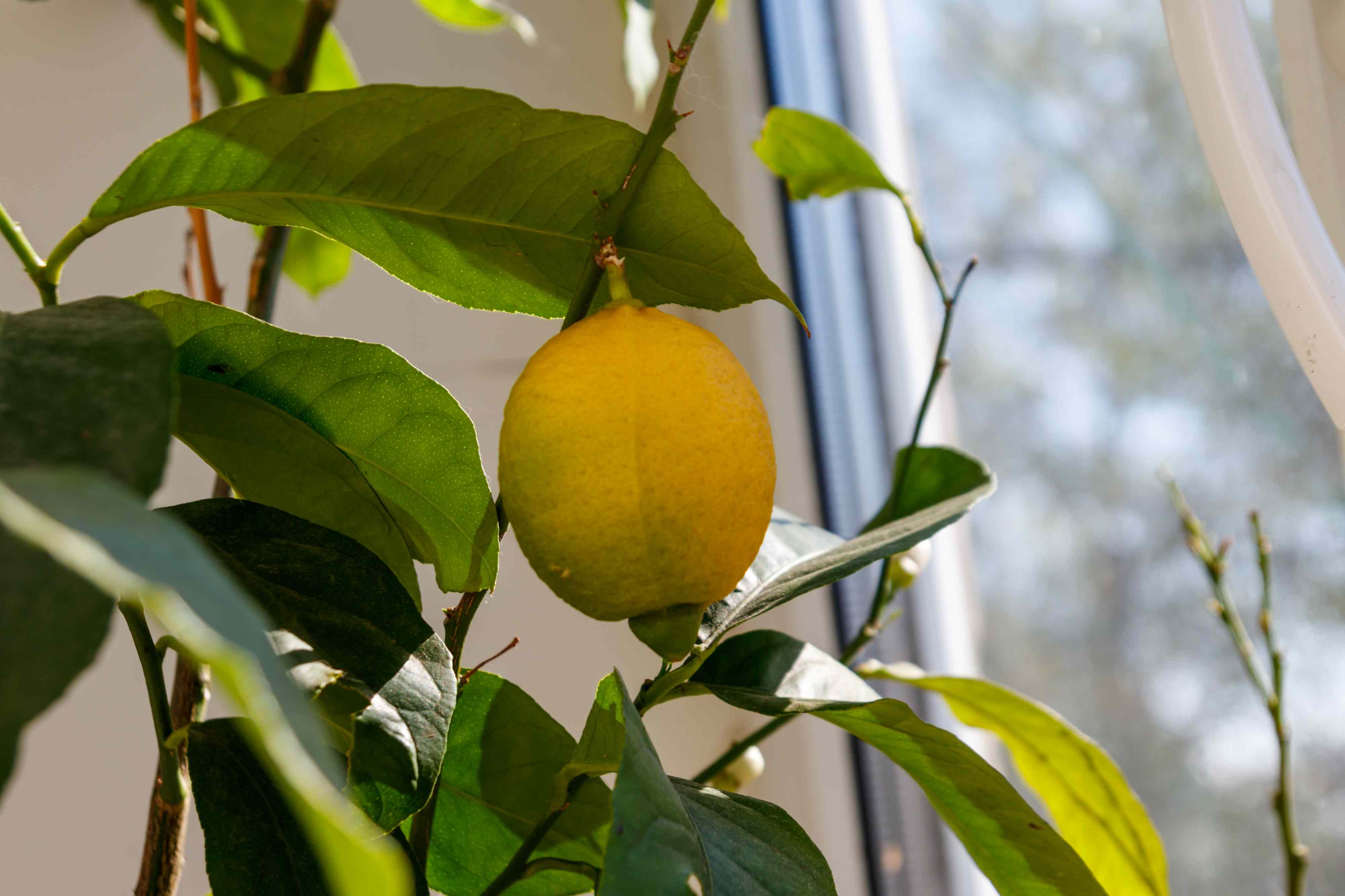 6 reasons your citrus tree’s leaves are falling off and how to save it