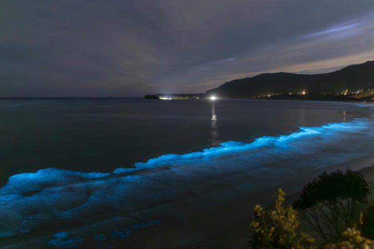 As it touches the seafloor, it kills whatever living thing it contacts ...