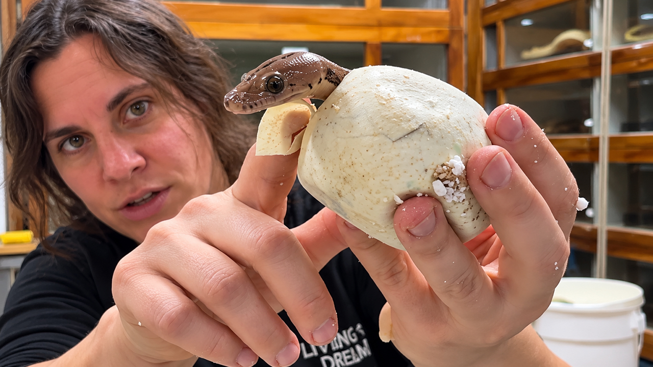 Baby snake has a special tooth just for hatching