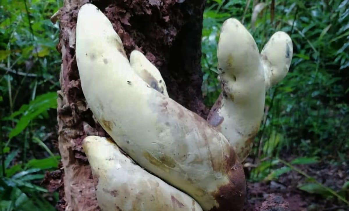 A Chinese team found a 50-centimeter fungus named after T Rex, and it ...
