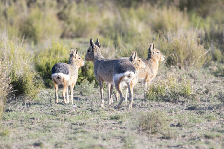 It's the size of a French bulldog, looks like a deer crossed with a ...