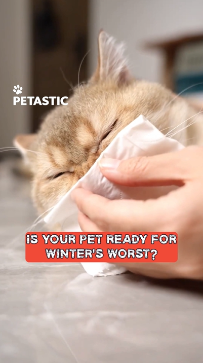 Cold weather's impact on cat's nose: A fashion statement