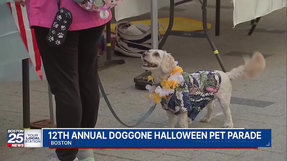 Dogs take over Downtown Crossing for Halloween pet parade
