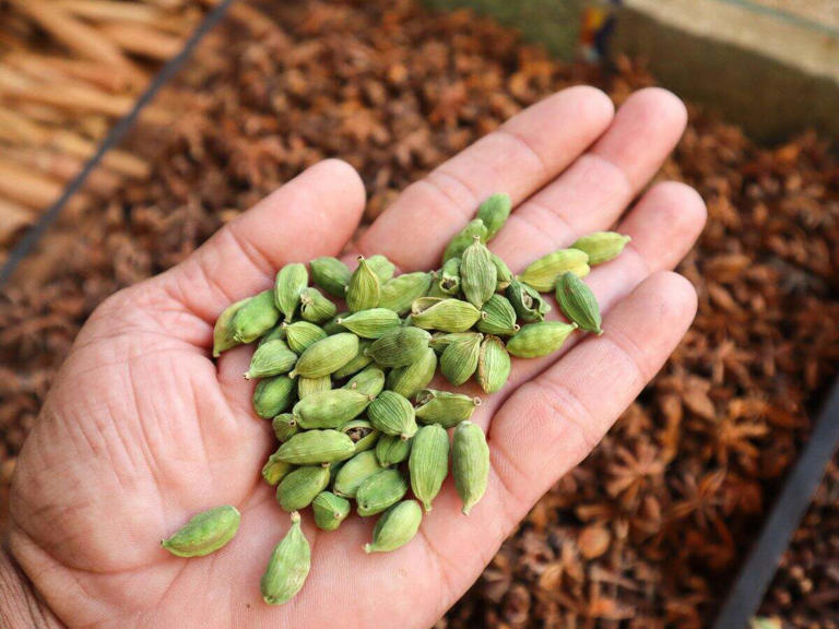 Cultivation of large cardamom emerges as a lucrative option for higher ...