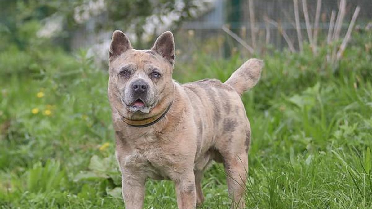 Dieser Hund sucht eine zweite Chance