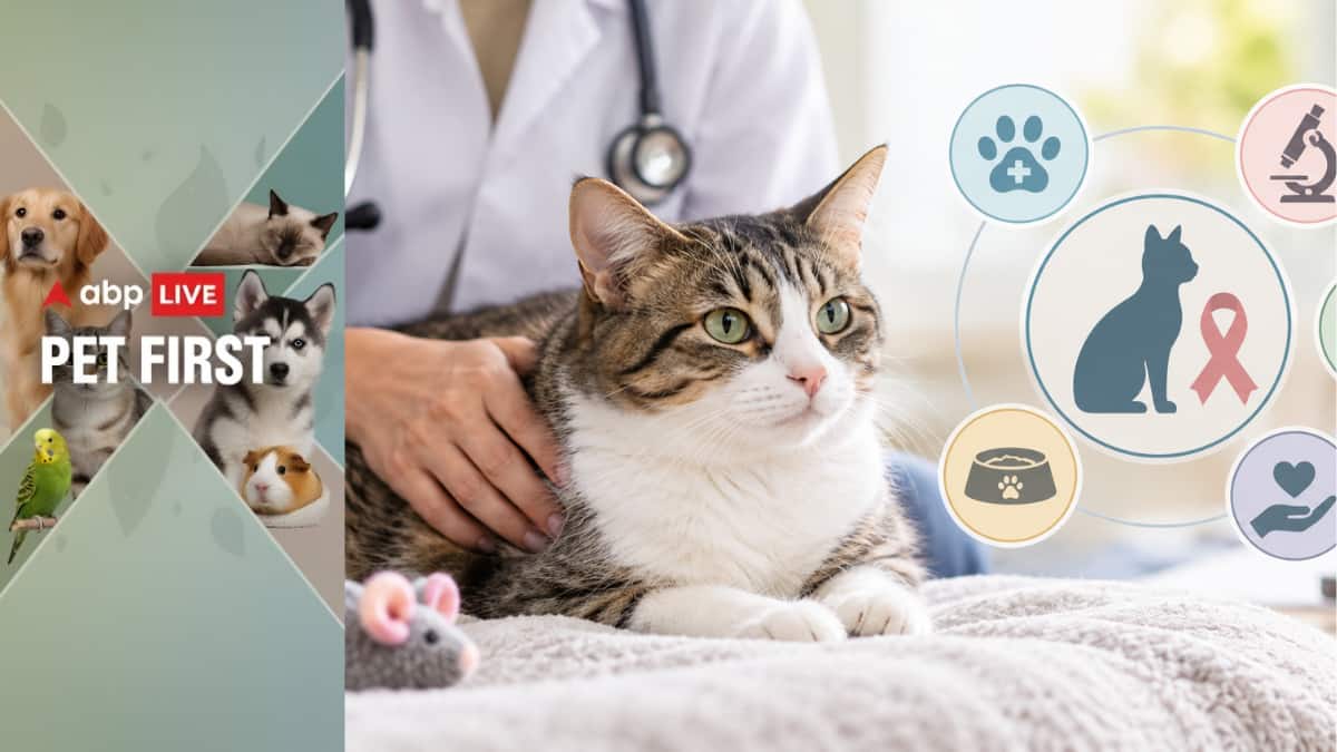 Pet First | Can cats get cancer? Know the common types, warning signs ...