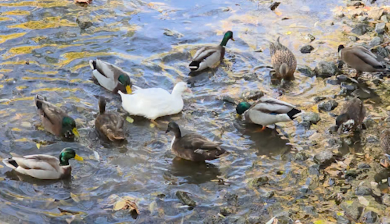 The odd duck out: Domestic duck found living among the wild