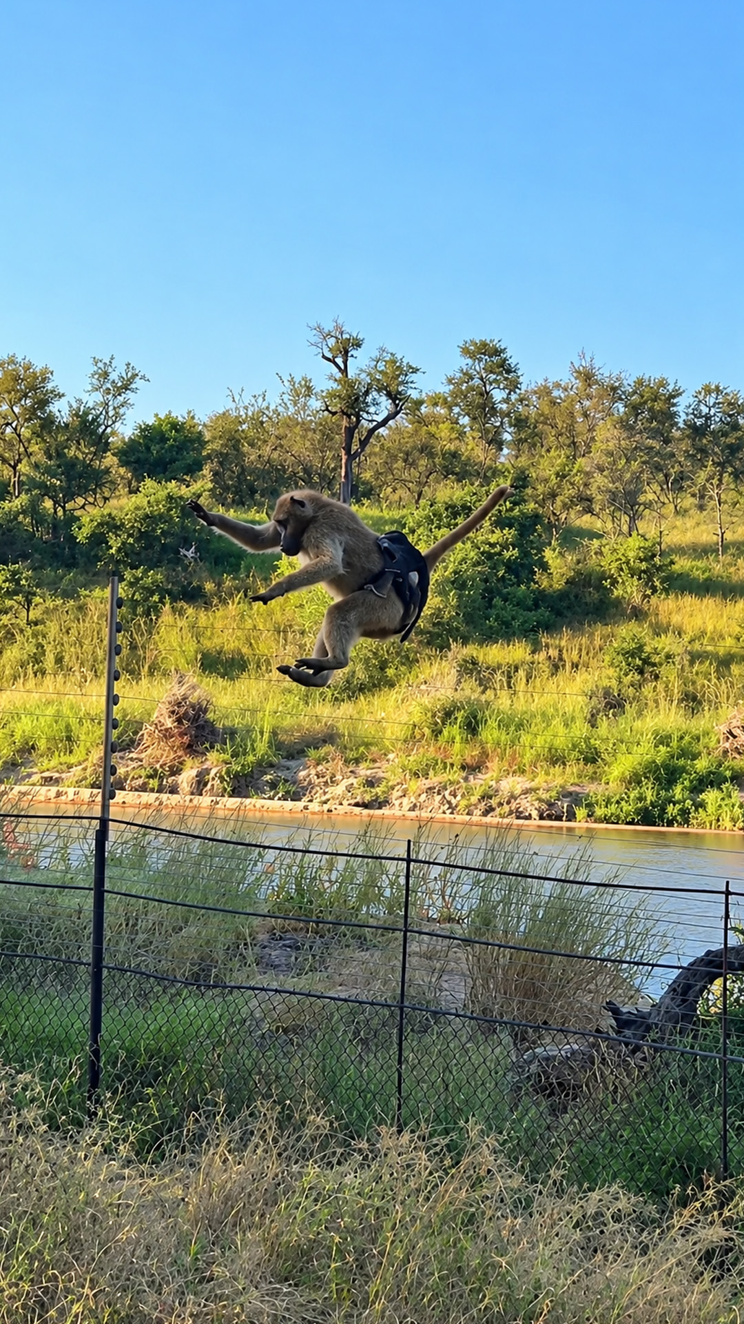 Clever baboon uses a tree to leap over a fence