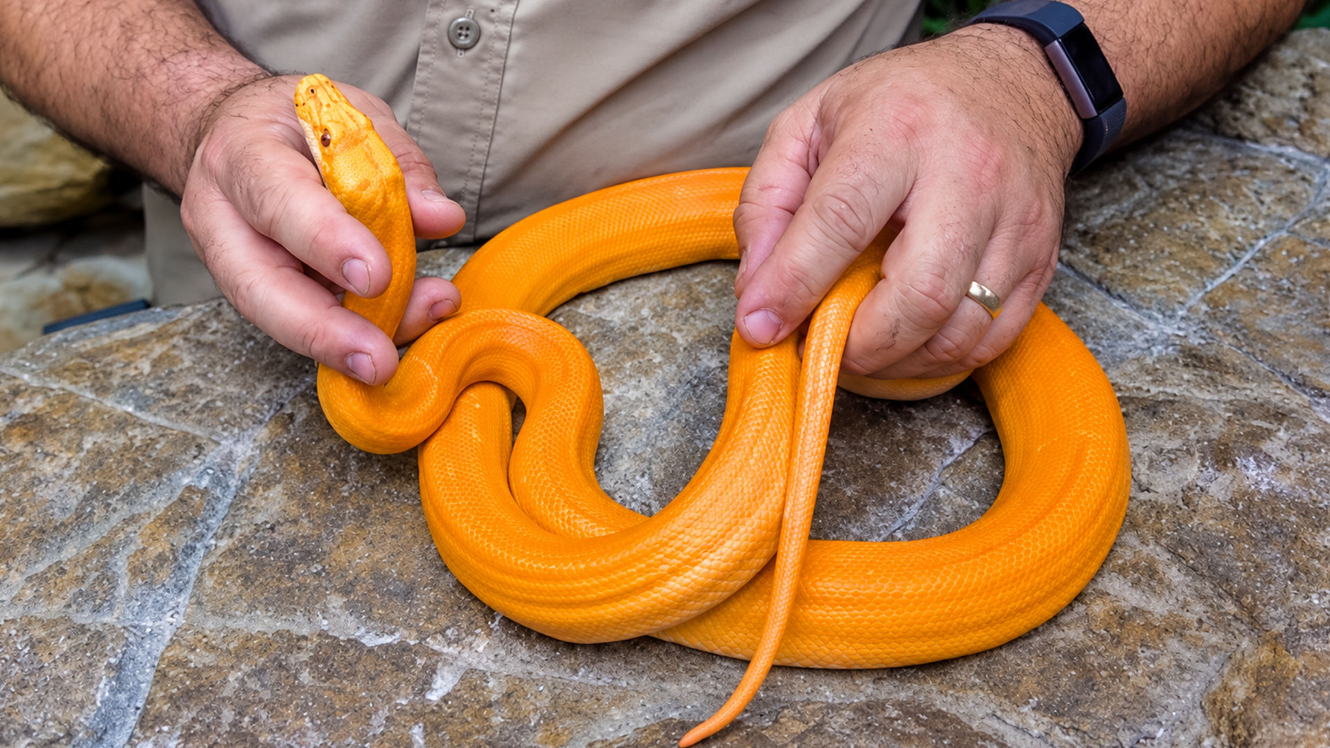 Orange python scales look so unreal people think the snake is photoshopped