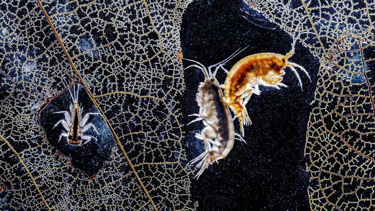 Two tiny shrimp-like creatures are caught on camera clinging together ...