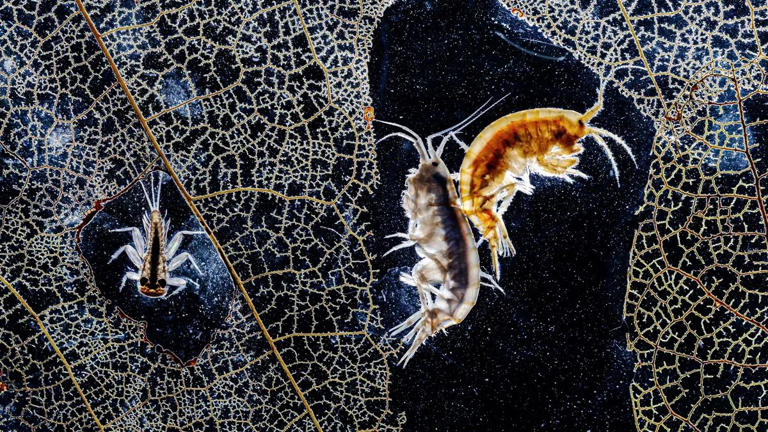 Two tiny shrimp-like creatures are caught on camera clinging together ...
