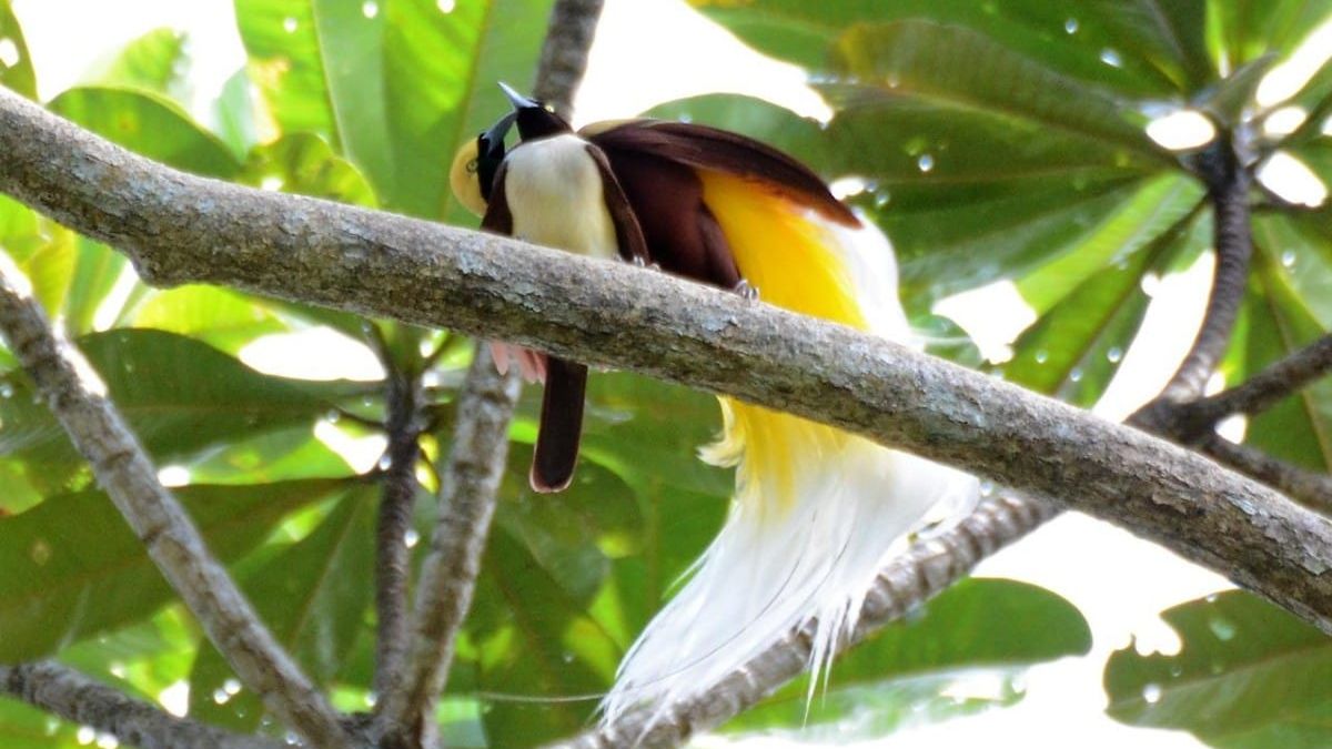 Wisata pernikahan cenderawasih kehati Pertamina lestarikan burung surga ...