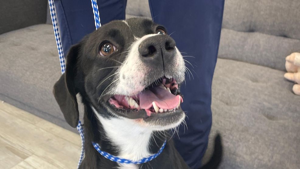 Meet sweet Maggie!