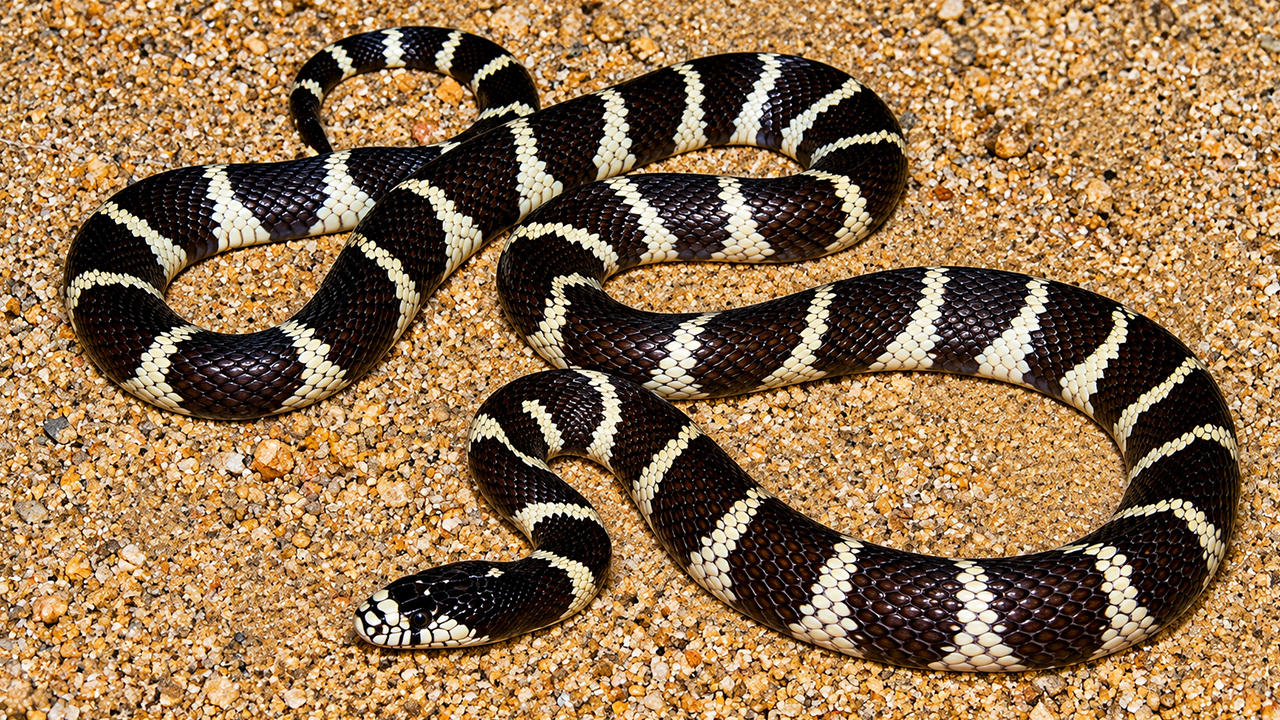 California kingsnake features natural scale patterns that spell out LA