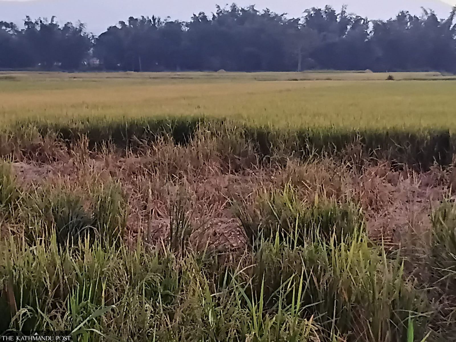 Chitwan farmers face a race against rain and wild elephants