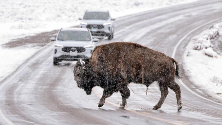 Yellowstone issues a final deadline before banning all cars