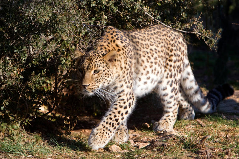 Zookeeper mauled by leopard as horrified staff heard cries over walkie ...