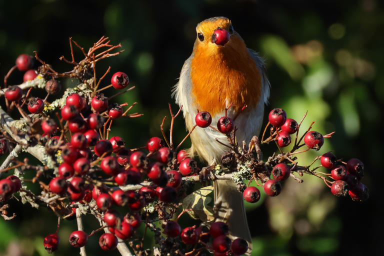 Robins are looking for food and shelter this autumn - here's how to ...
