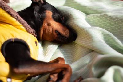 犬の『突然死』を招く絶対NG行為5選 飼い主が見直すべき習慣や予防策まで