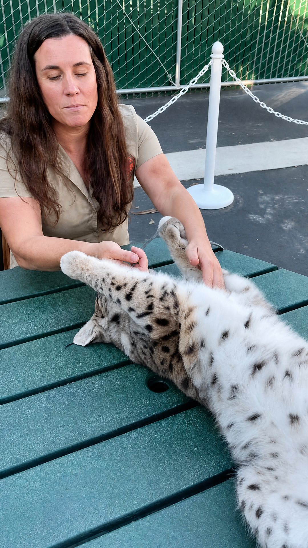 Siberian lynx displays playful behavior just like a giant house cat