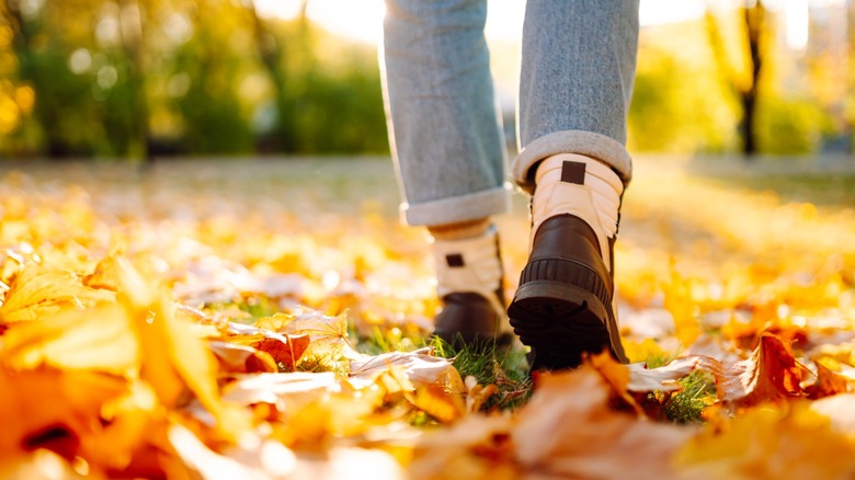 14 toxic fruits & nuts to look out for along with falling leaves in the ...