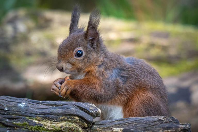How people can support the recovery of red squirrels in Northumberland