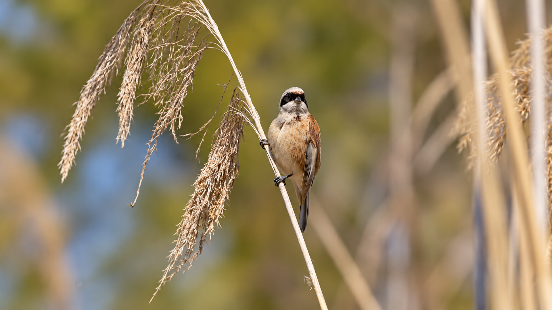 Inside Lake Kerkini spring migration and water birds