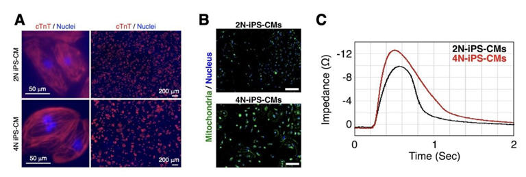 Doubling stem cell chromosomes produces heart cells with stronger ...