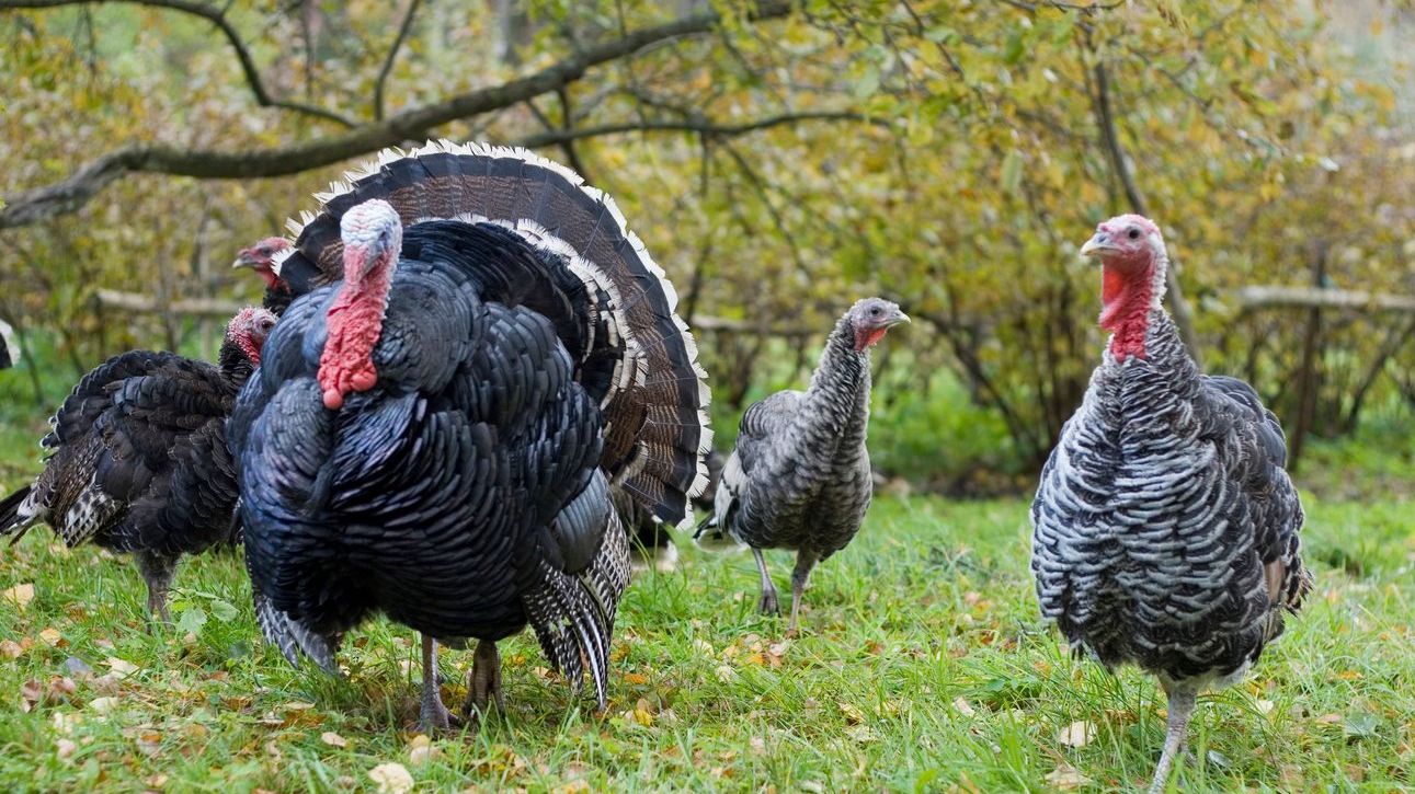 Real risk of turkey shortage in the UK this Christmas, experts say