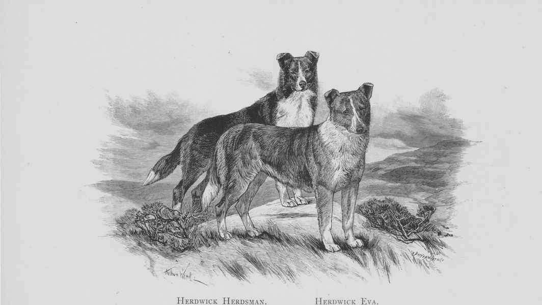 Finding your perfect dog breed match