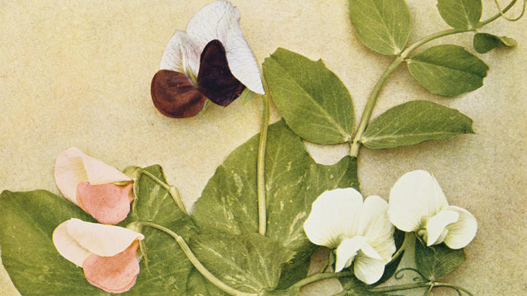 The genetic engineering experiment that sparked a doomsday myth
