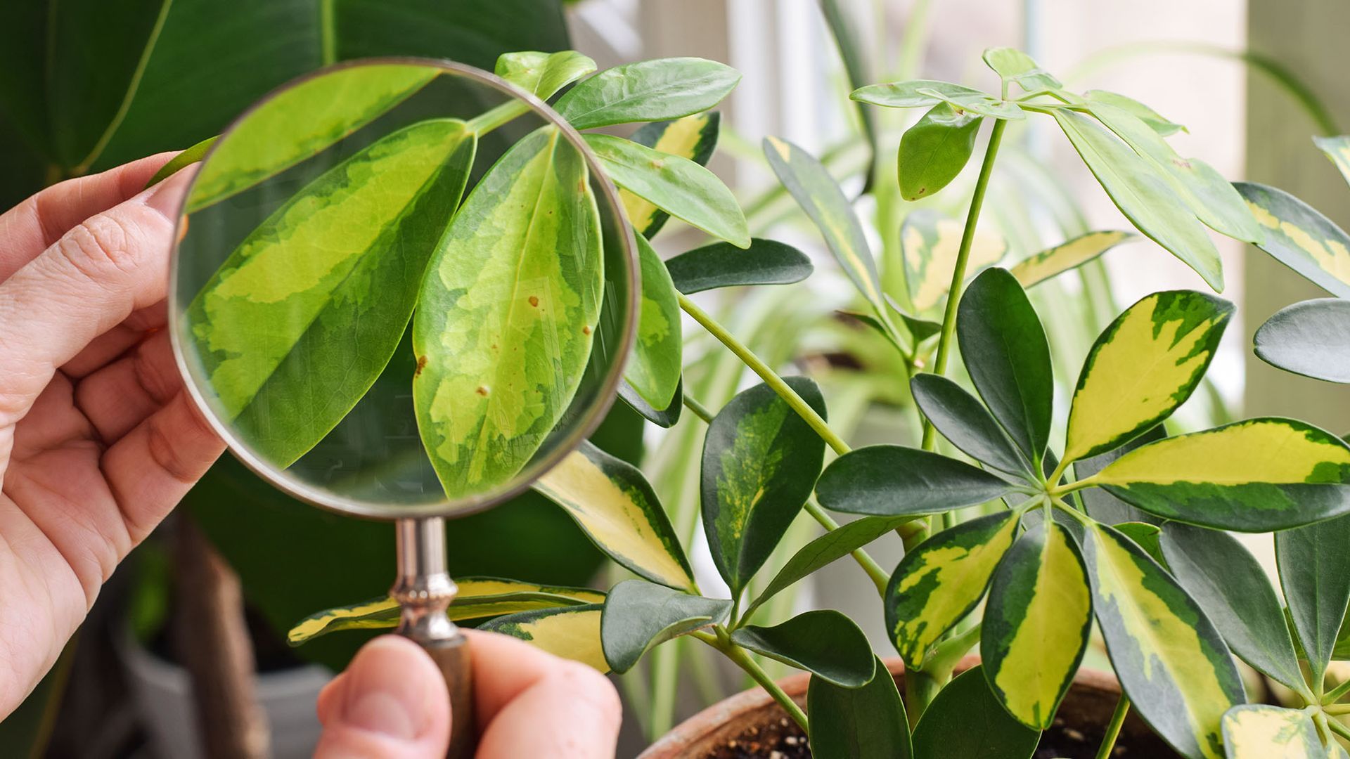 Don't bring scale insects indoors this fall – how to stop them before ...