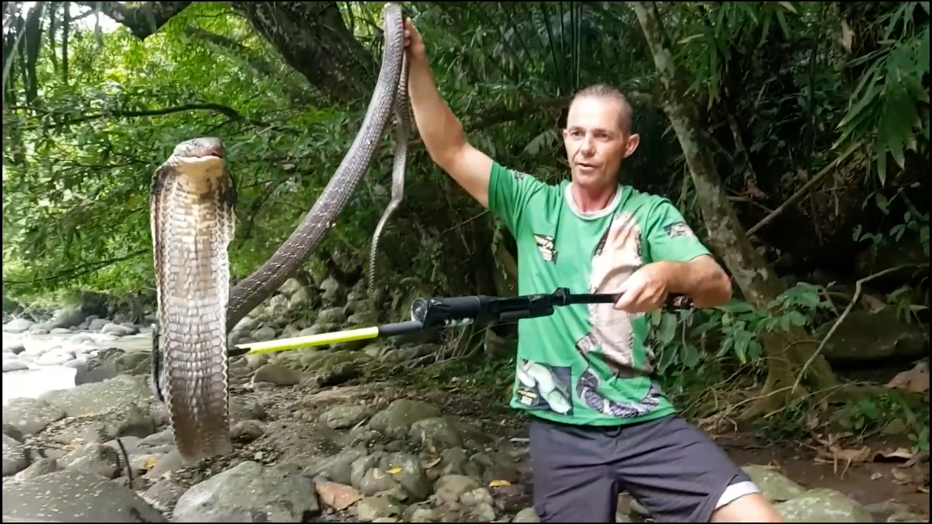 Tracking the king cobra | Asia's most feared snake up close