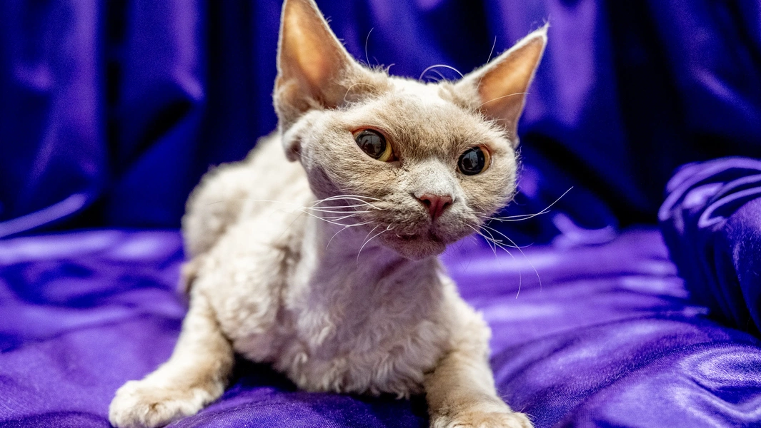 10 cat breeds suited for warm climates