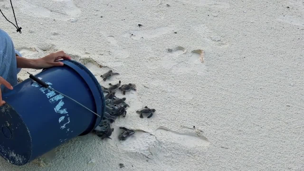 Turtle hatchlings make their way toward the sea in Shanghai, China