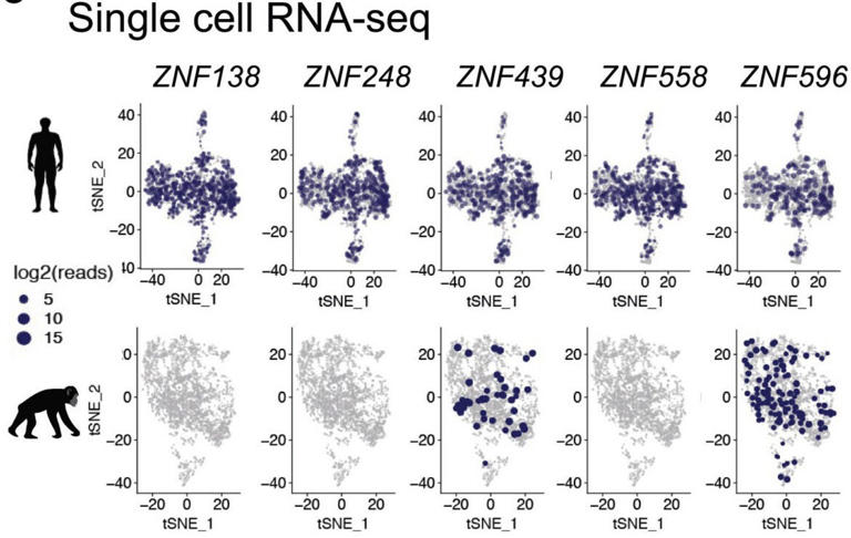 The secret to being human may be hidden in our DNA