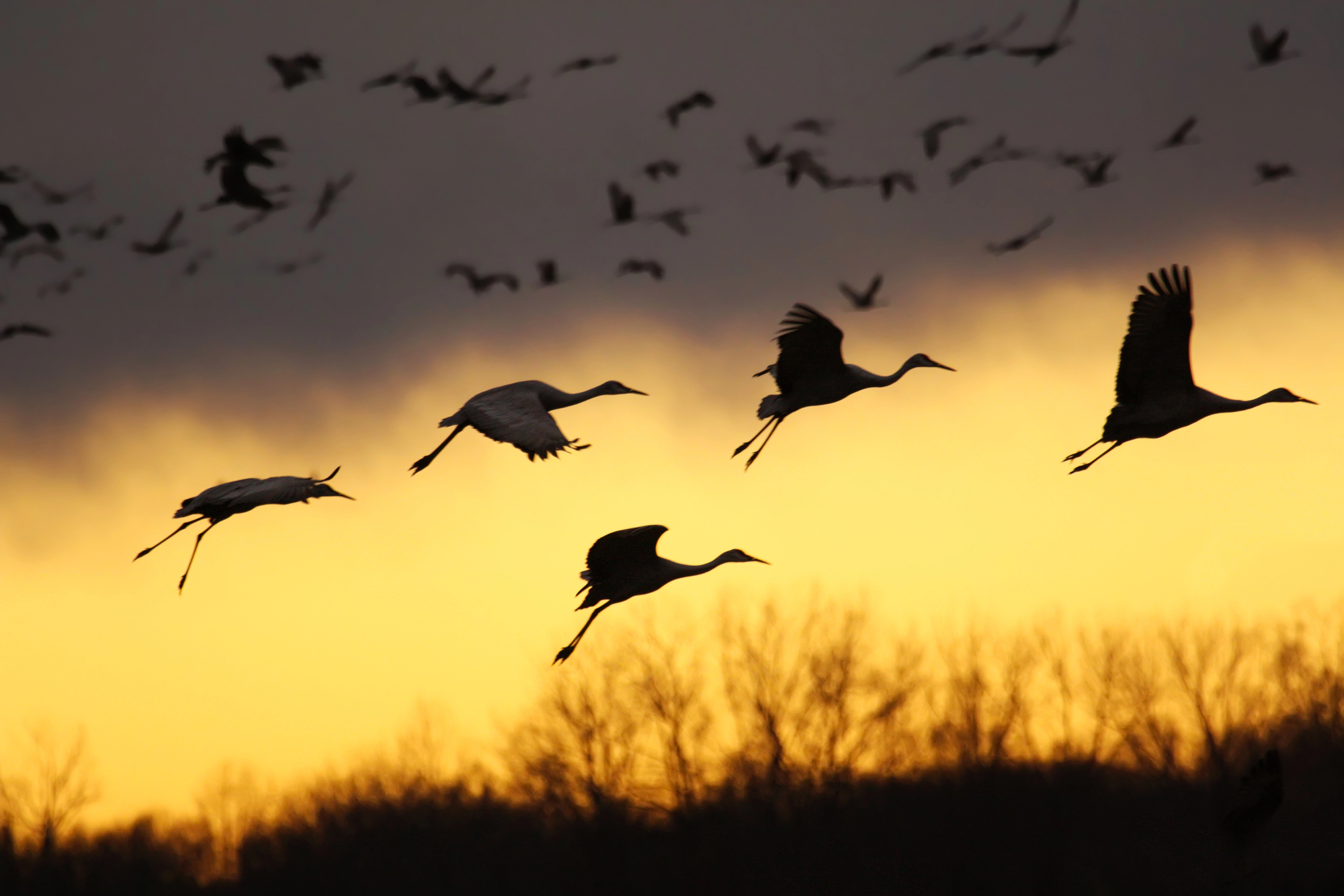 16 astounding facts about bird migration