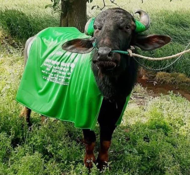 Punjab’s beloved buffalo champion Raja Jhota goes missing; owner ...